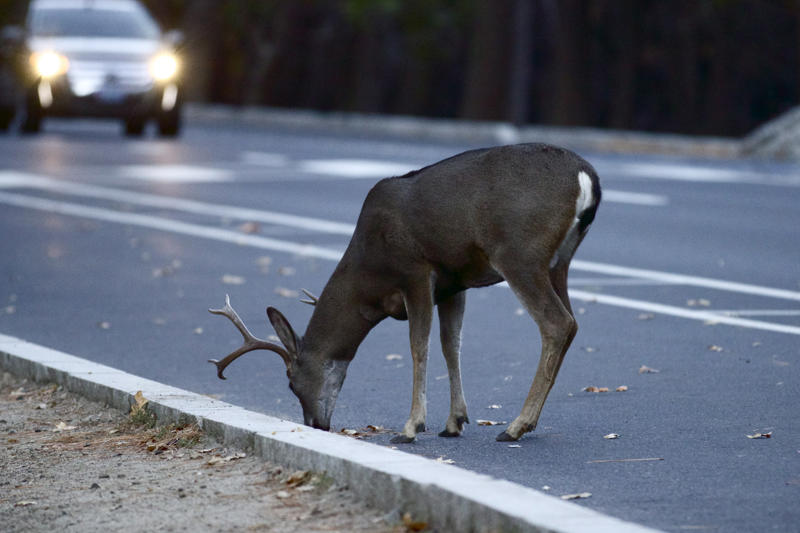 Deer Black bears, Grizzly bears, Black widow spiders, Massasauga rattlesnakes, Wolverines, Polar bears, Prairie rattlesnake, Easy steps to avoid death by wild animals