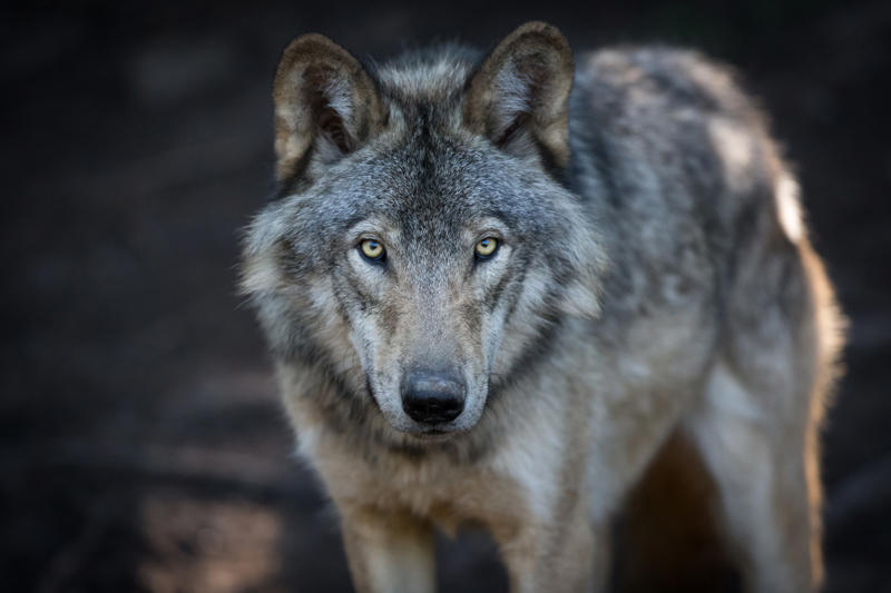 Wolves Black bears, Grizzly bears, Black widow spiders, Massasauga rattlesnakes, Wolverines, Polar bears, Prairie rattlesnake, Easy steps to avoid death by wild animals