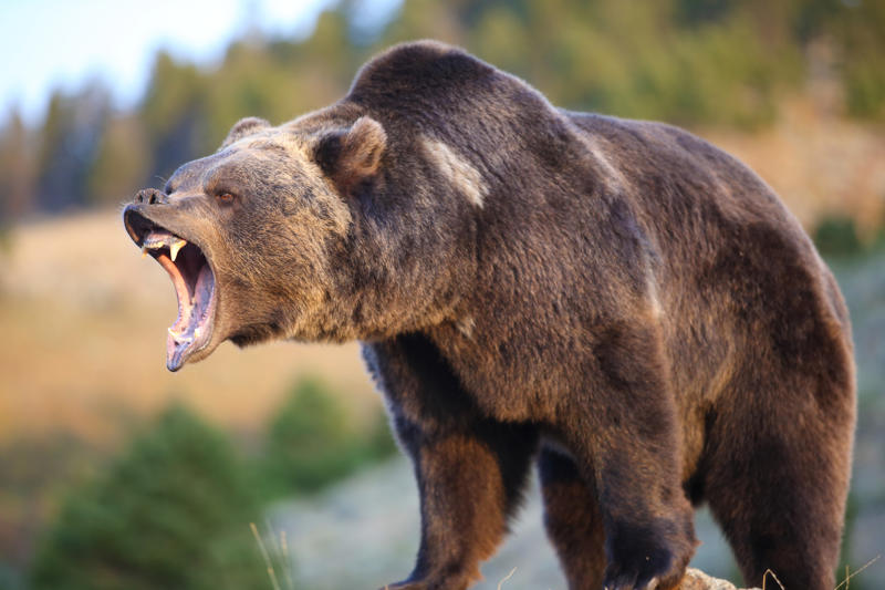 Grizzly bears Black bears, Grizzly bears, Black widow spiders, Massasauga rattlesnakes, Wolverines, Polar bears, Prairie rattlesnake, Easy steps to avoid death by wild animals