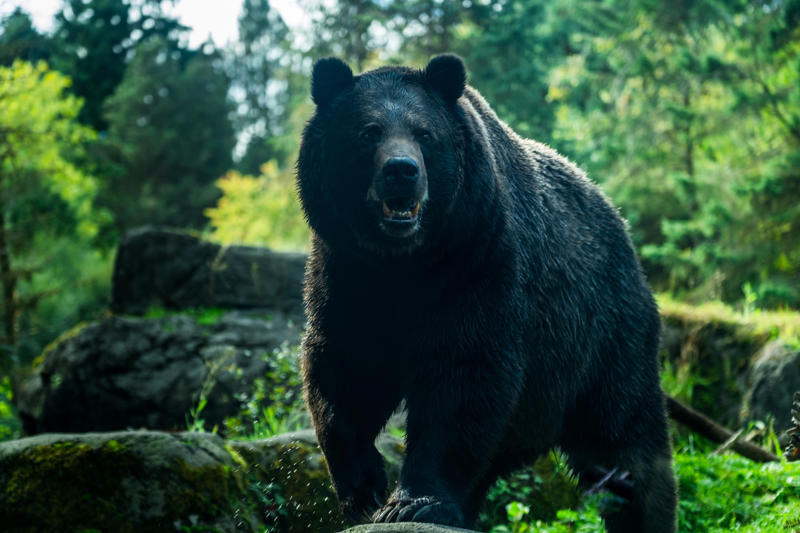 Black bears Black bears, Grizzly bears, Black widow spiders, Massasauga rattlesnakes, Wolverines, Polar bears, Prairie rattlesnake, Easy steps to avoid death by wild animals