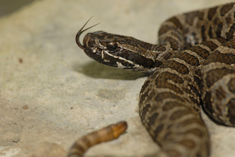 Massasauga rattlesnakes Black bears, Grizzly bears, Black widow spiders, Massasauga rattlesnakes, Wolverines, Polar bears, Prairie rattlesnake, Easy steps to avoid death by wild animals