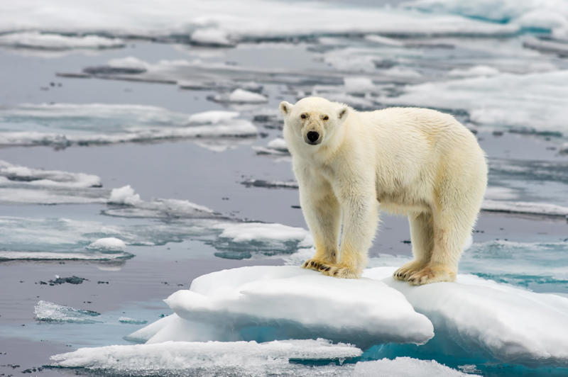 Polar bears Black bears, Grizzly bears, Black widow spiders, Massasauga rattlesnakes, Wolverines, Polar bears, Prairie rattlesnake, Easy steps to avoid death by wild animals