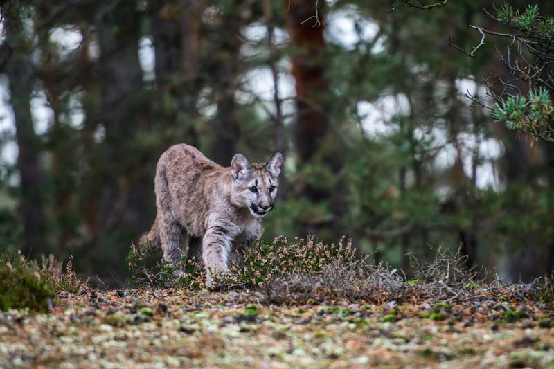 Cougars Black bears, Grizzly bears, Black widow spiders, Massasauga rattlesnakes, Wolverines, Polar bears, Prairie rattlesnake, Easy steps to avoid death by wild animals
