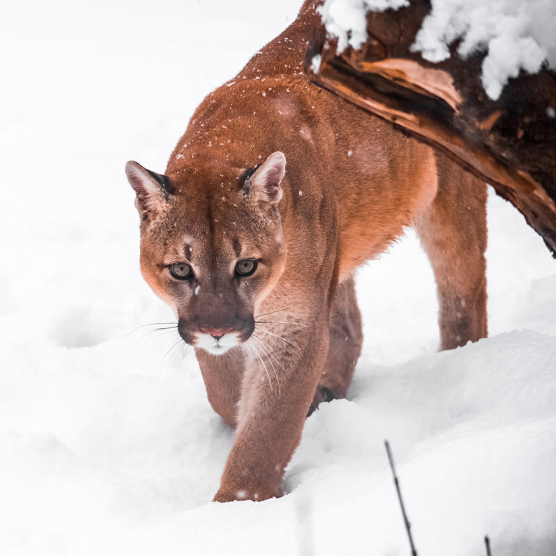 Cougar Black bears, Grizzly bears, Black widow spiders, Massasauga rattlesnakes, Wolverines, Polar bears, Prairie rattlesnake, Easy steps to avoid death by wild animals