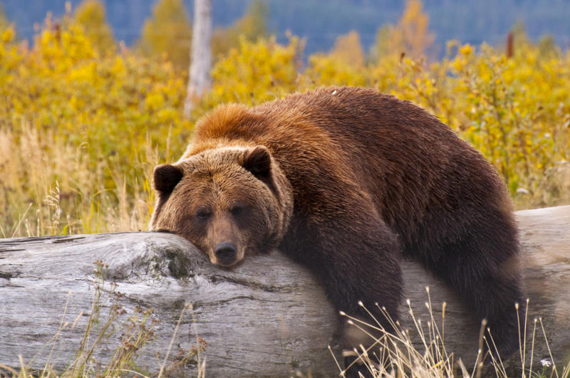 Grizzly bears Black bears, Grizzly bears, Black widow spiders, Massasauga rattlesnakes, Wolverines, Polar bears, Prairie rattlesnake, Easy steps to avoid death by wild animals