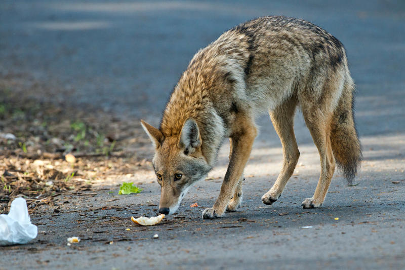 Coyotes Black bears, Grizzly bears, Black widow spiders, Massasauga rattlesnakes, Wolverines, Polar bears, Prairie rattlesnake, Easy steps to avoid death by wild animals