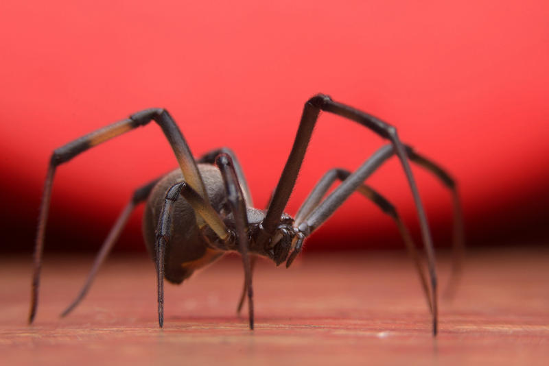 Black widow spiders Black bears, Grizzly bears, Black widow spiders, Massasauga rattlesnakes, Wolverines, Polar bears, Prairie rattlesnake, Easy steps to avoid death by wild animals