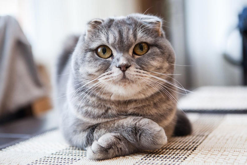 Devon Rex, Havana Brown, Abyssinian, American Bobtail, Chartreaux, Khao Manee, American Curl, American Shorthair, Burmilla, British Shorthair, Maine Coon, RagaMuffin, Russian Blue, Scottish Fold, About the expert, Why trust us