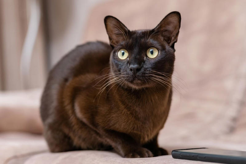 Devon Rex, Havana Brown, Abyssinian, American Bobtail, Chartreaux, Khao Manee, American Curl, American Shorthair, Burmilla, British Shorthair, Maine Coon, RagaMuffin, Russian Blue, Scottish Fold, About the expert, Why trust us