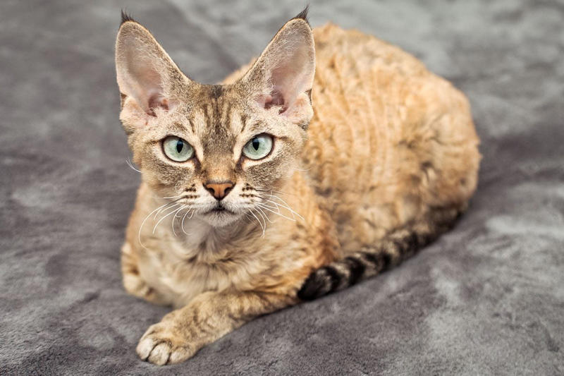 9. British Shorthair, 5. Persian, 3. Devon Rex, 2. Sphynx