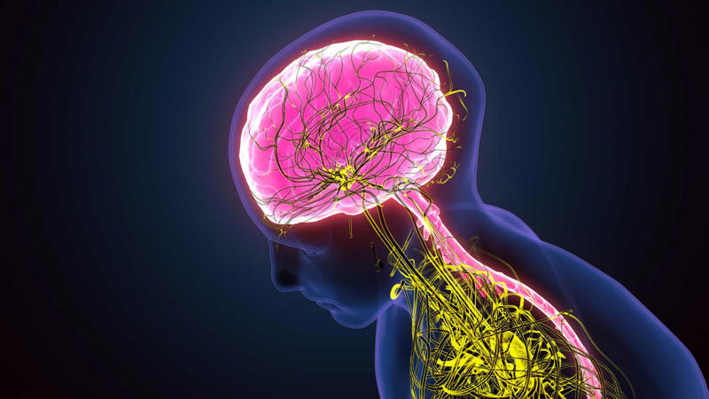 Dysautonomia, Automatic nervous system, Primary dysautonomia, Associated illnesses, Who gets it?, How serious is it?, The symptoms, Triggers, Primary conditions, Postural orthostatic tachycardia syndrome (POTS), Familial dysautonomia (FD), Pure autonomic failure, Tilt-table testing, Other tests, How is it treated?
