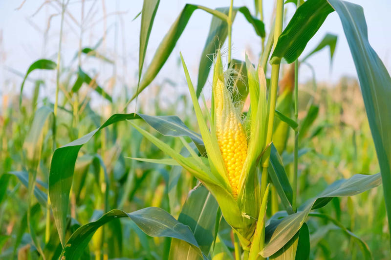 Corn What is the Svalbard Global Seed Vault?, What is germplasm?, The state of agriculture today, Why is crop diversity important?, The best environment for seed preservation, Who runs the Vault?, Who participates?, Deep in the mountain, How exactly are the seeds preserved?, Who can access the Vault?, The Nordic Gene Bank, The Plant Treaty, 'Perpetual Repercussion', The 2016 water intrusion scare