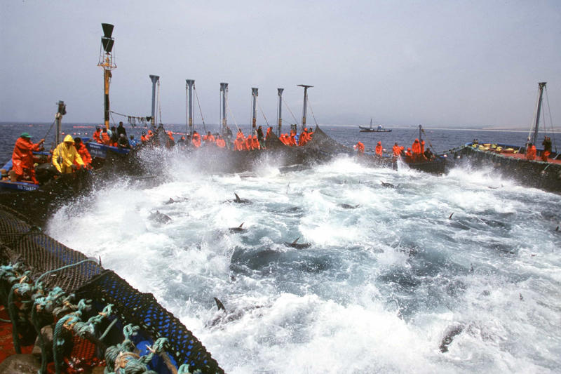 Popular food, Tuna species, Albacore tuna, Bigeye tuna, Atlantic bluefin tuna, Almadraba technique, Tuna in spring water, Health benefits, How much tuna is good for you?, Mercury exposure, Limiting mercury consumption, Best choices for children, Market leaders, Aquaculture, Farming vulnerable species, Conservation efforts