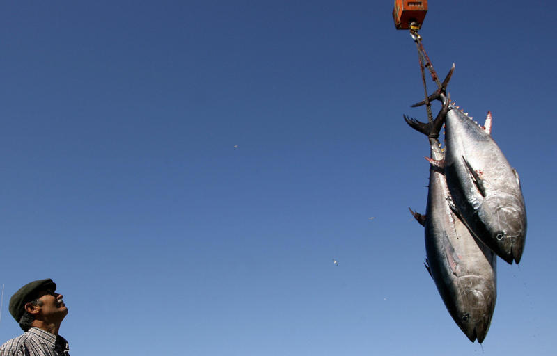 Popular food, Tuna species, Albacore tuna, Bigeye tuna, Atlantic bluefin tuna, Almadraba technique, Tuna in spring water, Health benefits, How much tuna is good for you?, Mercury exposure, Limiting mercury consumption, Best choices for children, Market leaders, Aquaculture, Farming vulnerable species, Conservation efforts