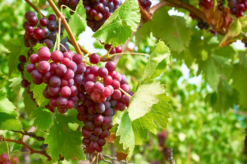 Frozen grapes for wine chilling, Muffin tin for desk organization, Plastic bottle for yarn dispenser, Tea bag for freshening shoes, Soda tab for hanger space, Hair tie to tighten sunglasses, Egg carton for Christmas ornaments, Baking soda for carpet freshening, Clipboard for meal planning, Aluminum foil as a funnel, Dryer sheet to remove static, Coffee filter for screen cleaning, Shower cap for shoes in suitcase, Lemon to freshen garbage disposal, Herb freezing in olive oil, Toilet paper rolls for cord storage, Pool noodle car door protector, Rubber band as a jar opener, Vinegar for showerheads, Post-it note for keyboard cleaning, Toothpaste to clean sneakers, Sponge ice pack, Cardboard tubes for wrapping paper, Hair dryer to remove stickers, Ice cube tray for jewelry, Binder clips for cable management, Shoe organizer for cleaning supplies, Magnetic strip organizer, Velcro strips for remote control storage