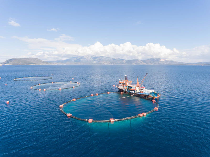 Popular food, Tuna species, Albacore tuna, Bigeye tuna, Atlantic bluefin tuna, Almadraba technique, Tuna in spring water, Health benefits, How much tuna is good for you?, Mercury exposure, Limiting mercury consumption, Best choices for children, Market leaders, Aquaculture, Farming vulnerable species, Conservation efforts