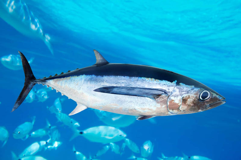 Popular food, Tuna species, Albacore tuna, Bigeye tuna, Atlantic bluefin tuna, Almadraba technique, Tuna in spring water, Health benefits, How much tuna is good for you?, Mercury exposure, Limiting mercury consumption, Best choices for children, Market leaders, Aquaculture, Farming vulnerable species, Conservation efforts