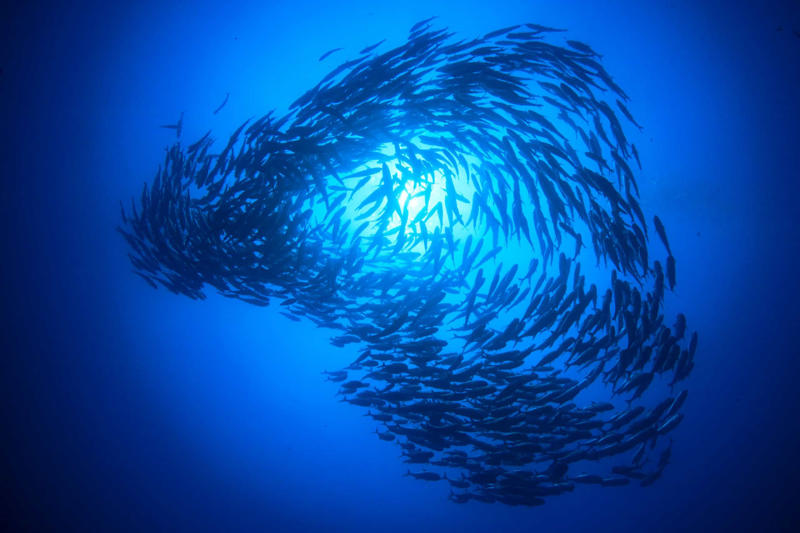 Popular food, Tuna species, Albacore tuna, Bigeye tuna, Atlantic bluefin tuna, Almadraba technique, Tuna in spring water, Health benefits, How much tuna is good for you?, Mercury exposure, Limiting mercury consumption, Best choices for children, Market leaders, Aquaculture, Farming vulnerable species, Conservation efforts