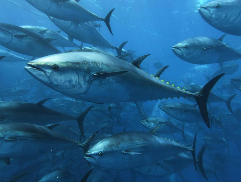 Popular food, Tuna species, Albacore tuna, Bigeye tuna, Atlantic bluefin tuna, Almadraba technique, Tuna in spring water, Health benefits, How much tuna is good for you?, Mercury exposure, Limiting mercury consumption, Best choices for children, Market leaders, Aquaculture, Farming vulnerable species, Conservation efforts
