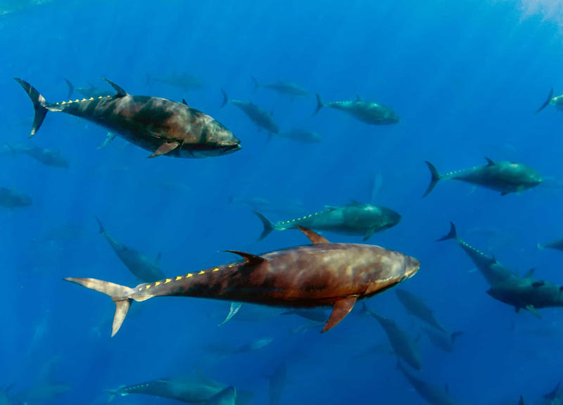 Popular food, Tuna species, Albacore tuna, Bigeye tuna, Atlantic bluefin tuna, Almadraba technique, Tuna in spring water, Health benefits, How much tuna is good for you?, Mercury exposure, Limiting mercury consumption, Best choices for children, Market leaders, Aquaculture, Farming vulnerable species, Conservation efforts
