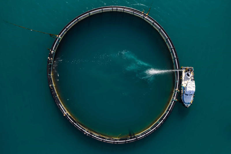 Popular food, Tuna species, Albacore tuna, Bigeye tuna, Atlantic bluefin tuna, Almadraba technique, Tuna in spring water, Health benefits, How much tuna is good for you?, Mercury exposure, Limiting mercury consumption, Best choices for children, Market leaders, Aquaculture, Farming vulnerable species, Conservation efforts