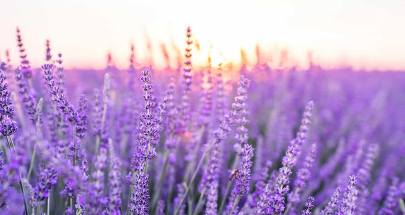 Lavender Substances, Unavoidable triggers, Forming strategies, It may change the brain, Medications, Deep breathing, Anxiety reducing, Shutting your eyes, Mindfulness, Focus objects, Analyze it, Visualizing nature, Some 60-80%, Lavender, Avoid crashes
