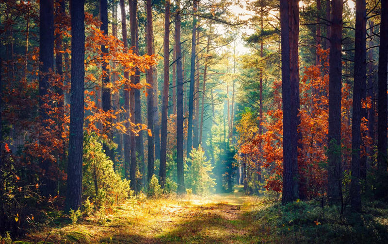 Visualizing nature Substances, Unavoidable triggers, Forming strategies, It may change the brain, Medications, Deep breathing, Anxiety reducing, Shutting your eyes, Mindfulness, Focus objects, Analyze it, Visualizing nature, Some 60-80%, Lavender, Avoid crashes