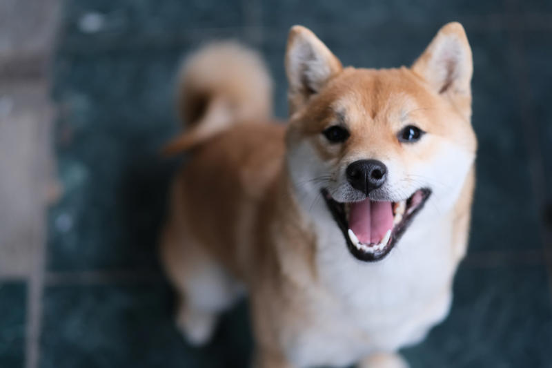 9. The least active dog breeds - Shiba Inu 14. The most active dog breeds - German Shepherd, 12. The most active dog breeds - Bluetick Coonhound, 11. The most active dog breeds - Bloodhound, 10. The most active dog breeds - Yorkshire Terrier, 8. The most active dog breeds - Alaskan Klee Kai, 6. The most active dog breeds - Vizsla, 4. The most active dog breeds - Miniature Australian Shepherd, 2. The most active dog breeds - German Shorthaired Pointer, 15. The least active dog breeds - Shih Tzu, 13. The least active dog breeds - Cavalier King Charles Spaniel, 11. The least active dog breeds - American Pit Bull Terrier, 9. The least active dog breeds - Shiba Inu, 7. The least active dog breeds - Cocker Spaniel, 5. The least active dog breeds - Basset Hound, 3. The least active dog breeds - Newfoundland