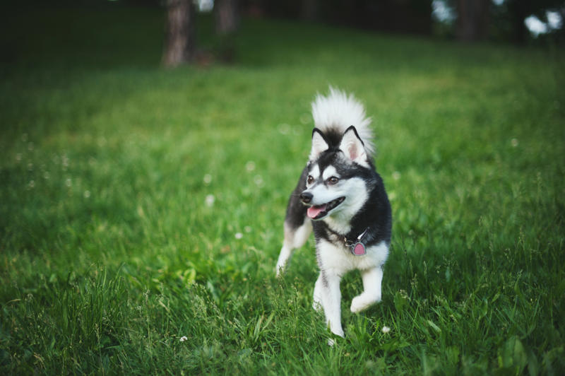 8. The most active dog breeds - Alaskan Klee Kai 14. The most active dog breeds - German Shepherd, 12. The most active dog breeds - Bluetick Coonhound, 11. The most active dog breeds - Bloodhound, 10. The most active dog breeds - Yorkshire Terrier, 8. The most active dog breeds - Alaskan Klee Kai, 6. The most active dog breeds - Vizsla, 4. The most active dog breeds - Miniature Australian Shepherd, 2. The most active dog breeds - German Shorthaired Pointer, 15. The least active dog breeds - Shih Tzu, 13. The least active dog breeds - Cavalier King Charles Spaniel, 11. The least active dog breeds - American Pit Bull Terrier, 9. The least active dog breeds - Shiba Inu, 7. The least active dog breeds - Cocker Spaniel, 5. The least active dog breeds - Basset Hound, 3. The least active dog breeds - Newfoundland