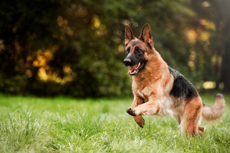 14. The most active dog breeds - German Shepherd 14. The most active dog breeds - German Shepherd, 12. The most active dog breeds - Bluetick Coonhound, 11. The most active dog breeds - Bloodhound, 10. The most active dog breeds - Yorkshire Terrier, 8. The most active dog breeds - Alaskan Klee Kai, 6. The most active dog breeds - Vizsla, 4. The most active dog breeds - Miniature Australian Shepherd, 2. The most active dog breeds - German Shorthaired Pointer, 15. The least active dog breeds - Shih Tzu, 13. The least active dog breeds - Cavalier King Charles Spaniel, 11. The least active dog breeds - American Pit Bull Terrier, 9. The least active dog breeds - Shiba Inu, 7. The least active dog breeds - Cocker Spaniel, 5. The least active dog breeds - Basset Hound, 3. The least active dog breeds - Newfoundland