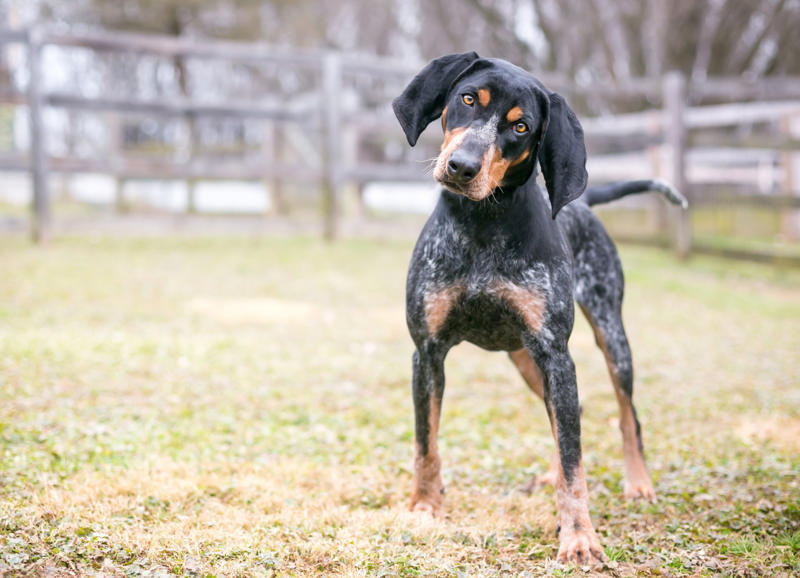 12. The most active dog breeds - Bluetick Coonhound 14. The most active dog breeds - German Shepherd, 12. The most active dog breeds - Bluetick Coonhound, 11. The most active dog breeds - Bloodhound, 10. The most active dog breeds - Yorkshire Terrier, 8. The most active dog breeds - Alaskan Klee Kai, 6. The most active dog breeds - Vizsla, 4. The most active dog breeds - Miniature Australian Shepherd, 2. The most active dog breeds - German Shorthaired Pointer, 15. The least active dog breeds - Shih Tzu, 13. The least active dog breeds - Cavalier King Charles Spaniel, 11. The least active dog breeds - American Pit Bull Terrier, 9. The least active dog breeds - Shiba Inu, 7. The least active dog breeds - Cocker Spaniel, 5. The least active dog breeds - Basset Hound, 3. The least active dog breeds - Newfoundland