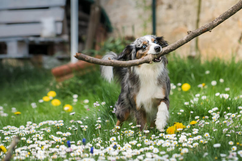 4. The most active dog breeds - Miniature Australian Shepherd 14. The most active dog breeds - German Shepherd, 12. The most active dog breeds - Bluetick Coonhound, 11. The most active dog breeds - Bloodhound, 10. The most active dog breeds - Yorkshire Terrier, 8. The most active dog breeds - Alaskan Klee Kai, 6. The most active dog breeds - Vizsla, 4. The most active dog breeds - Miniature Australian Shepherd, 2. The most active dog breeds - German Shorthaired Pointer, 15. The least active dog breeds - Shih Tzu, 13. The least active dog breeds - Cavalier King Charles Spaniel, 11. The least active dog breeds - American Pit Bull Terrier, 9. The least active dog breeds - Shiba Inu, 7. The least active dog breeds - Cocker Spaniel, 5. The least active dog breeds - Basset Hound, 3. The least active dog breeds - Newfoundland