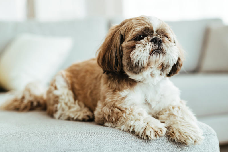 15. The least active dog breeds - Shih Tzu 14. The most active dog breeds - German Shepherd, 12. The most active dog breeds - Bluetick Coonhound, 11. The most active dog breeds - Bloodhound, 10. The most active dog breeds - Yorkshire Terrier, 8. The most active dog breeds - Alaskan Klee Kai, 6. The most active dog breeds - Vizsla, 4. The most active dog breeds - Miniature Australian Shepherd, 2. The most active dog breeds - German Shorthaired Pointer, 15. The least active dog breeds - Shih Tzu, 13. The least active dog breeds - Cavalier King Charles Spaniel, 11. The least active dog breeds - American Pit Bull Terrier, 9. The least active dog breeds - Shiba Inu, 7. The least active dog breeds - Cocker Spaniel, 5. The least active dog breeds - Basset Hound, 3. The least active dog breeds - Newfoundland