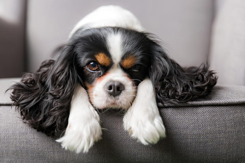 13. The least active dog breeds - Cavalier King Charles Spaniel 14. The most active dog breeds - German Shepherd, 12. The most active dog breeds - Bluetick Coonhound, 11. The most active dog breeds - Bloodhound, 10. The most active dog breeds - Yorkshire Terrier, 8. The most active dog breeds - Alaskan Klee Kai, 6. The most active dog breeds - Vizsla, 4. The most active dog breeds - Miniature Australian Shepherd, 2. The most active dog breeds - German Shorthaired Pointer, 15. The least active dog breeds - Shih Tzu, 13. The least active dog breeds - Cavalier King Charles Spaniel, 11. The least active dog breeds - American Pit Bull Terrier, 9. The least active dog breeds - Shiba Inu, 7. The least active dog breeds - Cocker Spaniel, 5. The least active dog breeds - Basset Hound, 3. The least active dog breeds - Newfoundland