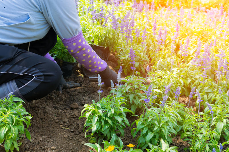 Vitamin D, Concentration, Brain activity, Hands on the land, Get your hands dirty, Pollution, Breathing, Serotonin, Fresh air