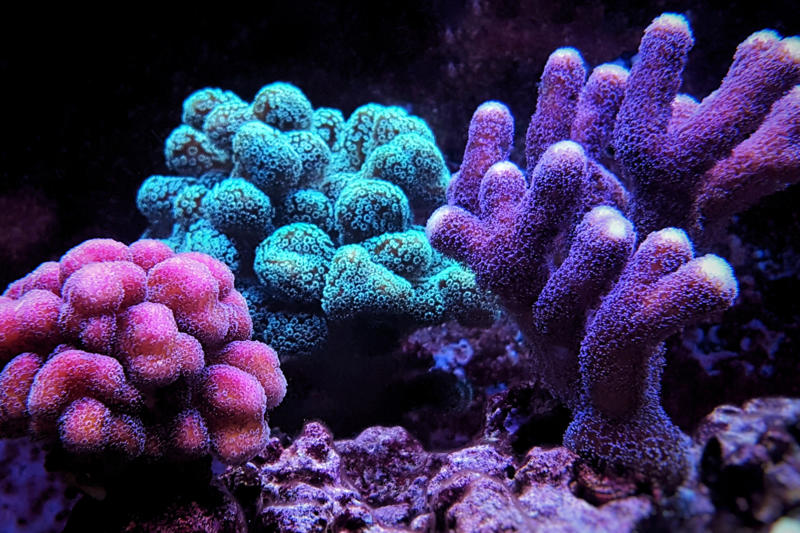 A delicate world What are rip currents?, Sandbars, Ecosystems, Visual cues, Technology, Coastal erosion, Educational materials, Training, Swimwear, Stay calm, Avoiding direct confrontation, Drifting along