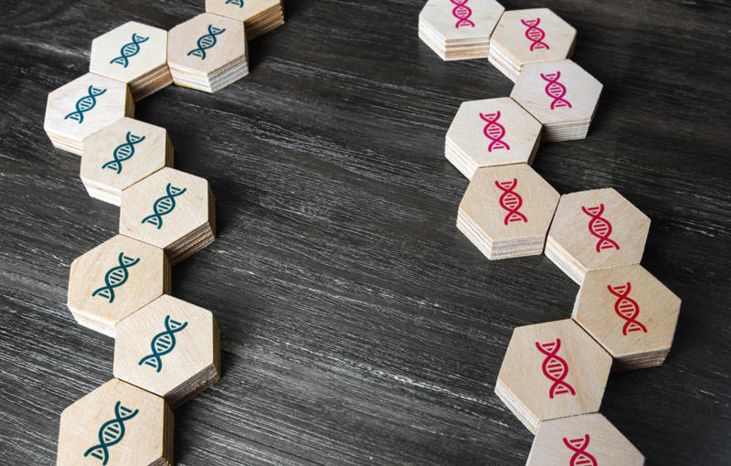 How much do we inherit from each of our parents? How much do we inherit from each of our parents?, Percentages of inherited genes: females, Percentages of inherited genes: males, Father: Height, Father: Sex, Father: Y-linked disorders, Father: Fat storage, Mother: Mitochondrial diseases, Mother: Eye conditions, Mother: Physical features, Mother: Menstruation and menopause, Mother: Sleeping patterns, Mother: Aging, Mother: ADHD, Mother: Temperament