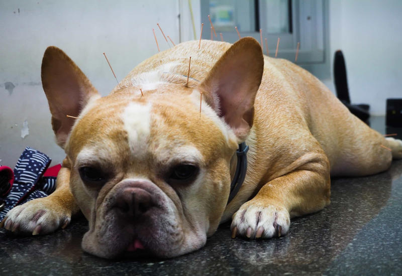 Even animals can get acupuncture The origin of the word, Qi plays a vital role in acupuncture, There are over 300 acupuncture points on the body, Acupuncture has very few side effects, Almost anyone can benefit from acupuncture, Even animals can get acupuncture, It takes a lot of training to become a licensed acupuncturist, Acupuncturists look at your tongue and feel your pulse, Acupuncture is preventative medicine, Today's acupuncture needles, Acupuncture is often covered by health insurance, When in doubt, ask