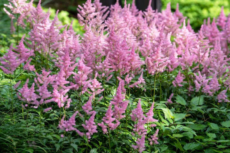 Astilbe (Astilbe hybrids)