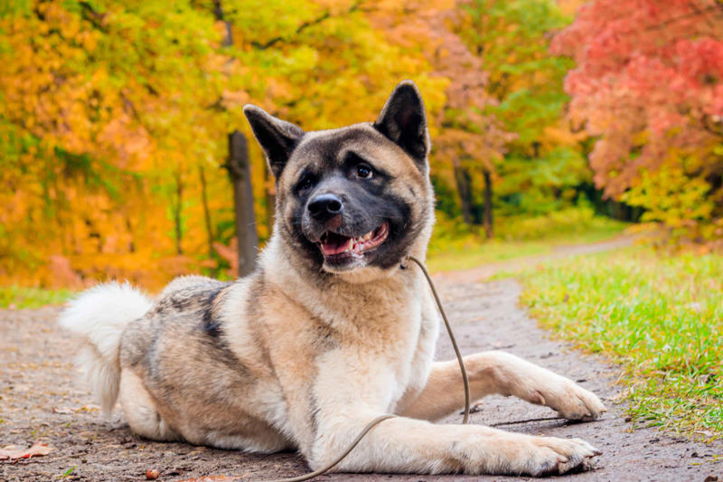 30. Cane Corso, 29. Bull Terrier, 28. Chow-Chow, 27. English Mastiff, 26. Jack Russell Terrier, 25. Akita, 24. Great Dane, 23. Border Collie, 22. Australian Shepherd, 21. Dobermann, 20. Maltese, 19. Pembroke Welsh Corgi, 18. Shiba Inu, 17. Rottweiler, 16. Beagle, 15. American Pit Bull Terrier, 14. Shih Tzu, 13. Dachshund, 12. Yorkshire Terrier, 11. Boxer, 10. Pomeranian, 9. French Bulldog, 8. Chihuahua, 7. Poodle, 6. Golden Retriever, 4. Siberian Husky, 3. Labrador Retriever, 2. German Shepherd, 1. Bulldog