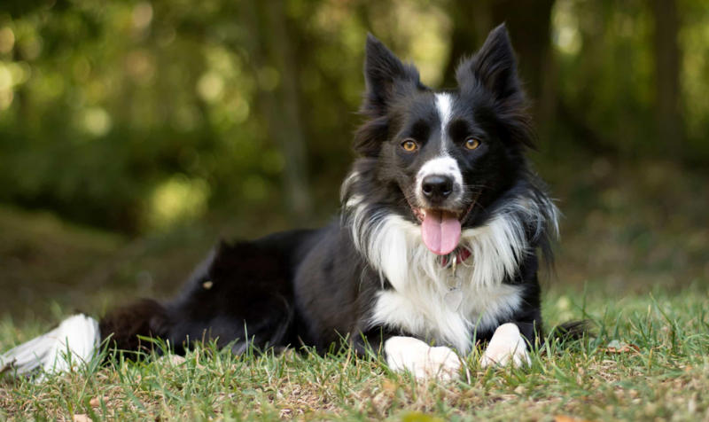 30. Cane Corso, 29. Bull Terrier, 28. Chow-Chow, 27. English Mastiff, 26. Jack Russell Terrier, 25. Akita, 24. Great Dane, 23. Border Collie, 22. Australian Shepherd, 21. Dobermann, 20. Maltese, 19. Pembroke Welsh Corgi, 18. Shiba Inu, 17. Rottweiler, 16. Beagle, 15. American Pit Bull Terrier, 14. Shih Tzu, 13. Dachshund, 12. Yorkshire Terrier, 11. Boxer, 10. Pomeranian, 9. French Bulldog, 8. Chihuahua, 7. Poodle, 6. Golden Retriever, 4. Siberian Husky, 3. Labrador Retriever, 2. German Shepherd, 1. Bulldog