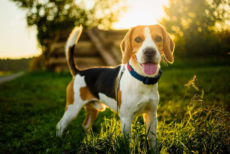 30. Cane Corso, 29. Bull Terrier, 28. Chow-Chow, 27. English Mastiff, 26. Jack Russell Terrier, 25. Akita, 24. Great Dane, 23. Border Collie, 22. Australian Shepherd, 21. Dobermann, 20. Maltese, 19. Pembroke Welsh Corgi, 18. Shiba Inu, 17. Rottweiler, 16. Beagle, 15. American Pit Bull Terrier, 14. Shih Tzu, 13. Dachshund, 12. Yorkshire Terrier, 11. Boxer, 10. Pomeranian, 9. French Bulldog, 8. Chihuahua, 7. Poodle, 6. Golden Retriever, 4. Siberian Husky, 3. Labrador Retriever, 2. German Shepherd, 1. Bulldog