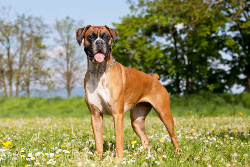 30. Cane Corso, 29. Bull Terrier, 28. Chow-Chow, 27. English Mastiff, 26. Jack Russell Terrier, 25. Akita, 24. Great Dane, 23. Border Collie, 22. Australian Shepherd, 21. Dobermann, 20. Maltese, 19. Pembroke Welsh Corgi, 18. Shiba Inu, 17. Rottweiler, 16. Beagle, 15. American Pit Bull Terrier, 14. Shih Tzu, 13. Dachshund, 12. Yorkshire Terrier, 11. Boxer, 10. Pomeranian, 9. French Bulldog, 8. Chihuahua, 7. Poodle, 6. Golden Retriever, 4. Siberian Husky, 3. Labrador Retriever, 2. German Shepherd, 1. Bulldog