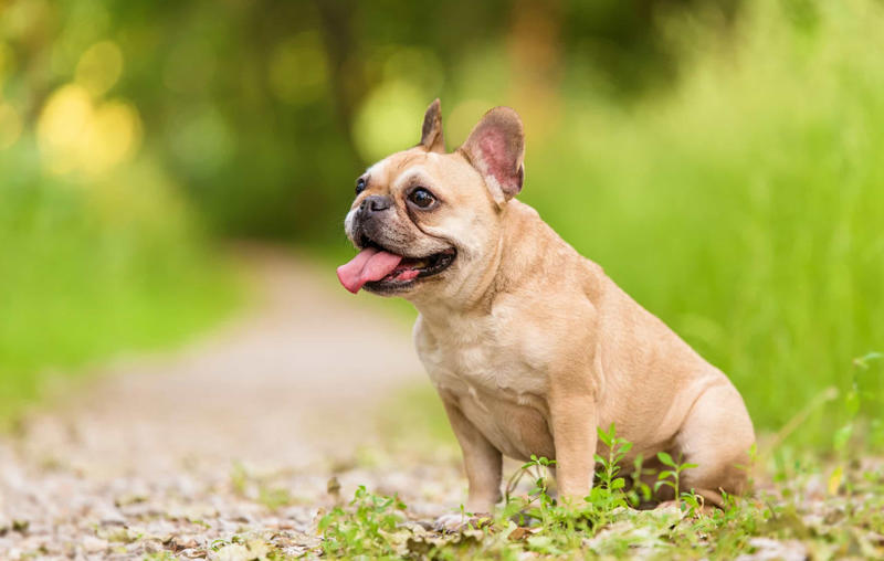 30. Cane Corso, 29. Bull Terrier, 28. Chow-Chow, 27. English Mastiff, 26. Jack Russell Terrier, 25. Akita, 24. Great Dane, 23. Border Collie, 22. Australian Shepherd, 21. Dobermann, 20. Maltese, 19. Pembroke Welsh Corgi, 18. Shiba Inu, 17. Rottweiler, 16. Beagle, 15. American Pit Bull Terrier, 14. Shih Tzu, 13. Dachshund, 12. Yorkshire Terrier, 11. Boxer, 10. Pomeranian, 9. French Bulldog, 8. Chihuahua, 7. Poodle, 6. Golden Retriever, 4. Siberian Husky, 3. Labrador Retriever, 2. German Shepherd, 1. Bulldog