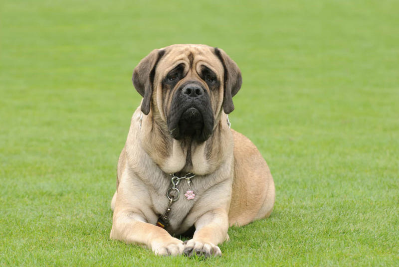 30. Cane Corso, 29. Bull Terrier, 28. Chow-Chow, 27. English Mastiff, 26. Jack Russell Terrier, 25. Akita, 24. Great Dane, 23. Border Collie, 22. Australian Shepherd, 21. Dobermann, 20. Maltese, 19. Pembroke Welsh Corgi, 18. Shiba Inu, 17. Rottweiler, 16. Beagle, 15. American Pit Bull Terrier, 14. Shih Tzu, 13. Dachshund, 12. Yorkshire Terrier, 11. Boxer, 10. Pomeranian, 9. French Bulldog, 8. Chihuahua, 7. Poodle, 6. Golden Retriever, 4. Siberian Husky, 3. Labrador Retriever, 2. German Shepherd, 1. Bulldog