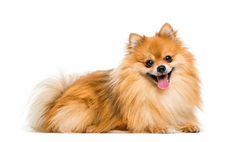 30. Cane Corso, 29. Bull Terrier, 28. Chow-Chow, 27. English Mastiff, 26. Jack Russell Terrier, 25. Akita, 24. Great Dane, 23. Border Collie, 22. Australian Shepherd, 21. Dobermann, 20. Maltese, 19. Pembroke Welsh Corgi, 18. Shiba Inu, 17. Rottweiler, 16. Beagle, 15. American Pit Bull Terrier, 14. Shih Tzu, 13. Dachshund, 12. Yorkshire Terrier, 11. Boxer, 10. Pomeranian, 9. French Bulldog, 8. Chihuahua, 7. Poodle, 6. Golden Retriever, 4. Siberian Husky, 3. Labrador Retriever, 2. German Shepherd, 1. Bulldog
