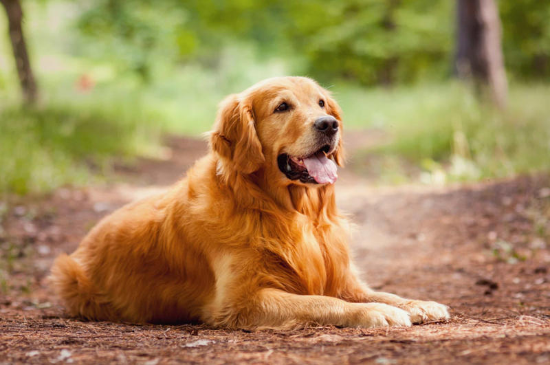 30. Cane Corso, 29. Bull Terrier, 28. Chow-Chow, 27. English Mastiff, 26. Jack Russell Terrier, 25. Akita, 24. Great Dane, 23. Border Collie, 22. Australian Shepherd, 21. Dobermann, 20. Maltese, 19. Pembroke Welsh Corgi, 18. Shiba Inu, 17. Rottweiler, 16. Beagle, 15. American Pit Bull Terrier, 14. Shih Tzu, 13. Dachshund, 12. Yorkshire Terrier, 11. Boxer, 10. Pomeranian, 9. French Bulldog, 8. Chihuahua, 7. Poodle, 6. Golden Retriever, 4. Siberian Husky, 3. Labrador Retriever, 2. German Shepherd, 1. Bulldog