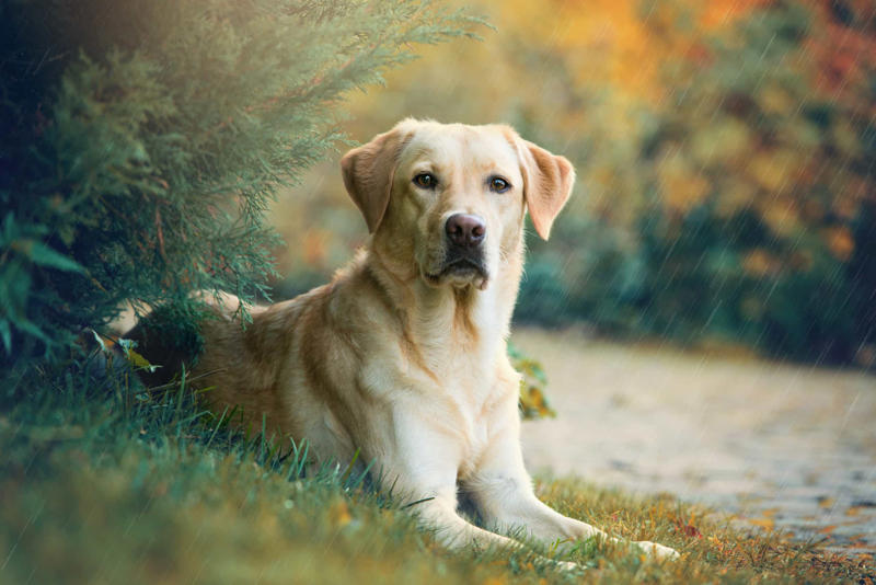30. Cane Corso, 29. Bull Terrier, 28. Chow-Chow, 27. English Mastiff, 26. Jack Russell Terrier, 25. Akita, 24. Great Dane, 23. Border Collie, 22. Australian Shepherd, 21. Dobermann, 20. Maltese, 19. Pembroke Welsh Corgi, 18. Shiba Inu, 17. Rottweiler, 16. Beagle, 15. American Pit Bull Terrier, 14. Shih Tzu, 13. Dachshund, 12. Yorkshire Terrier, 11. Boxer, 10. Pomeranian, 9. French Bulldog, 8. Chihuahua, 7. Poodle, 6. Golden Retriever, 4. Siberian Husky, 3. Labrador Retriever, 2. German Shepherd, 1. Bulldog