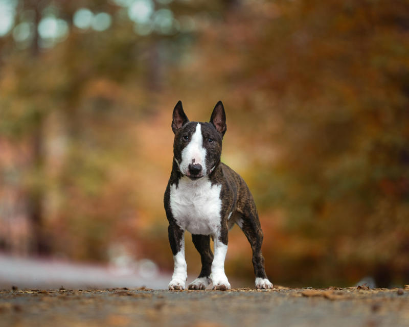 30. Cane Corso, 29. Bull Terrier, 28. Chow-Chow, 27. English Mastiff, 26. Jack Russell Terrier, 25. Akita, 24. Great Dane, 23. Border Collie, 22. Australian Shepherd, 21. Dobermann, 20. Maltese, 19. Pembroke Welsh Corgi, 18. Shiba Inu, 17. Rottweiler, 16. Beagle, 15. American Pit Bull Terrier, 14. Shih Tzu, 13. Dachshund, 12. Yorkshire Terrier, 11. Boxer, 10. Pomeranian, 9. French Bulldog, 8. Chihuahua, 7. Poodle, 6. Golden Retriever, 4. Siberian Husky, 3. Labrador Retriever, 2. German Shepherd, 1. Bulldog