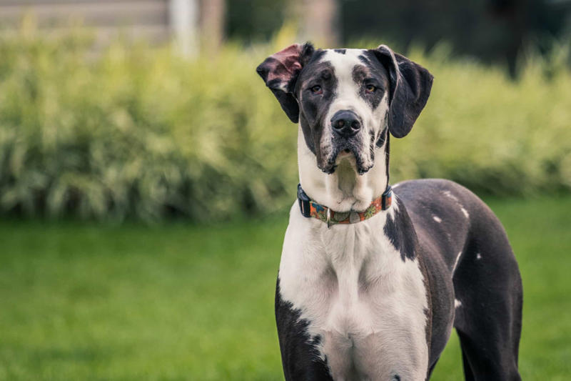 30. Cane Corso, 29. Bull Terrier, 28. Chow-Chow, 27. English Mastiff, 26. Jack Russell Terrier, 25. Akita, 24. Great Dane, 23. Border Collie, 22. Australian Shepherd, 21. Dobermann, 20. Maltese, 19. Pembroke Welsh Corgi, 18. Shiba Inu, 17. Rottweiler, 16. Beagle, 15. American Pit Bull Terrier, 14. Shih Tzu, 13. Dachshund, 12. Yorkshire Terrier, 11. Boxer, 10. Pomeranian, 9. French Bulldog, 8. Chihuahua, 7. Poodle, 6. Golden Retriever, 4. Siberian Husky, 3. Labrador Retriever, 2. German Shepherd, 1. Bulldog